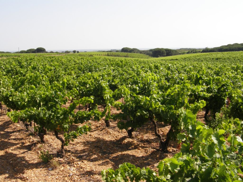 Vignes Costières - Patrimoine - l'Ostal